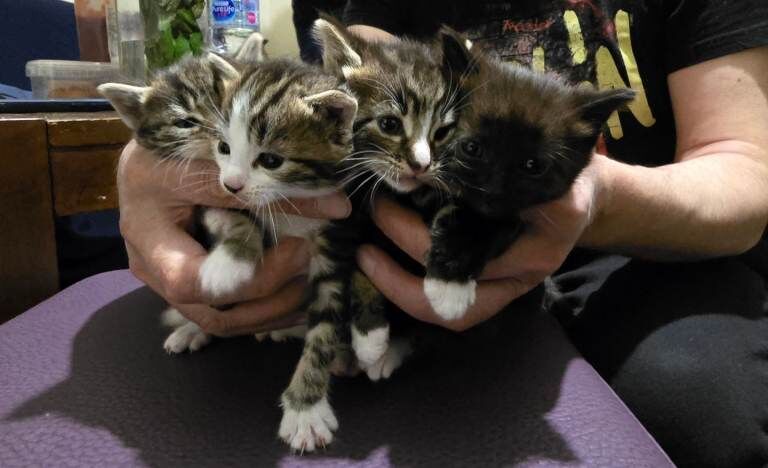 Bengal Kittens For Sale
