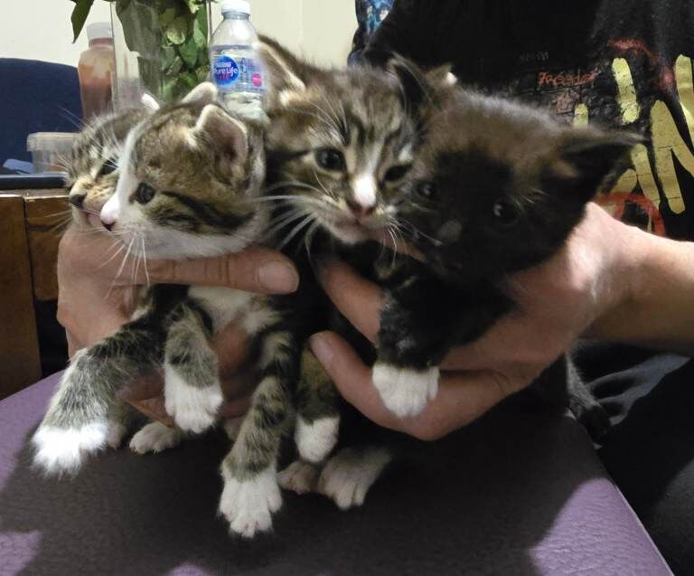 Beautiful Bengal and Black Bengal Kitten for Sale - Image 2 of 4
