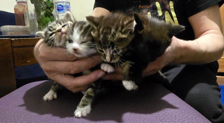 Beautiful Bengal and Black Bengal Kitten for Sale - Image 3 of 4