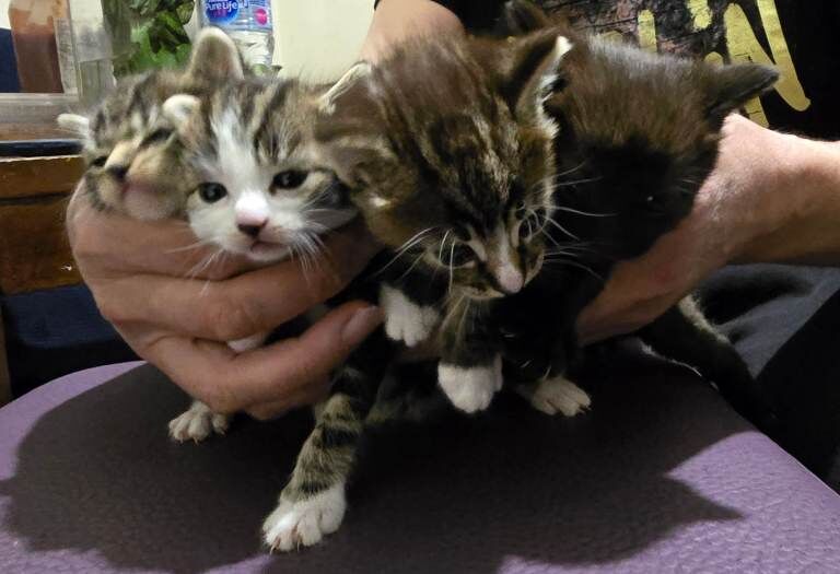 Beautiful Bengal and Black Bengal Kitten for Sale - Image 4 of 4