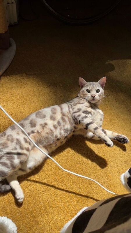 Bengal kittens for sale in Shandon, Dunbartonshire – 1 year old
