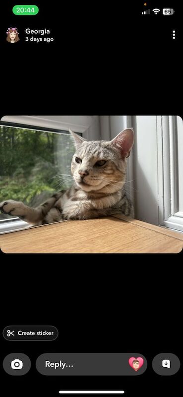 Bengal kittens for sale in Shandon, Dunbartonshire – 1 year old - Image 4 of 6