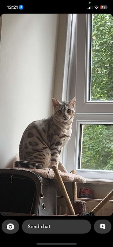 Bengal kittens for sale in Shandon, Dunbartonshire – 1 year old - Image 5 of 6