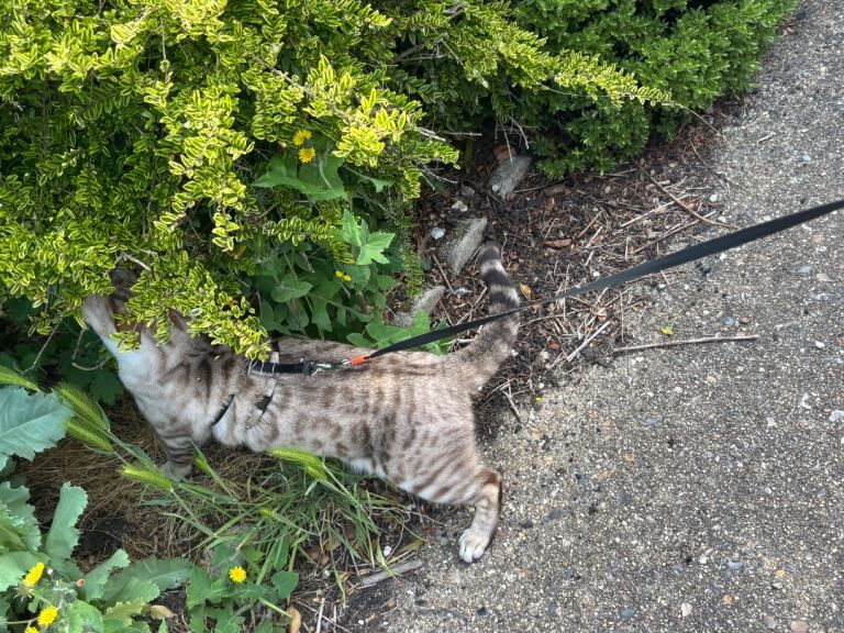 Beautiful Bengal Cat Looking for a New Home - Image 2 of 3