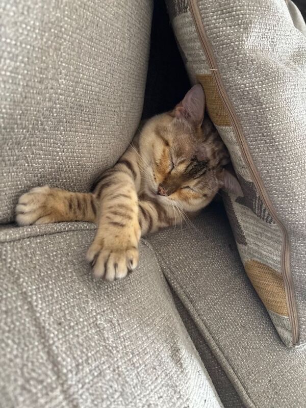 Beautiful Bengal Cat Looking for a New Home - Image 3 of 3
