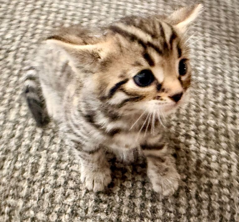 Beautiful Bengal Cross Kittens – 2 Girls & 1 Boy