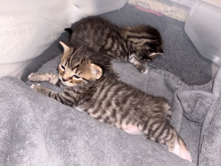 Bengal Kittens For Sale