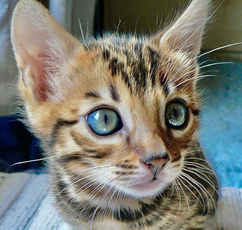 Beautiful Bengal girl for sale in Greater London