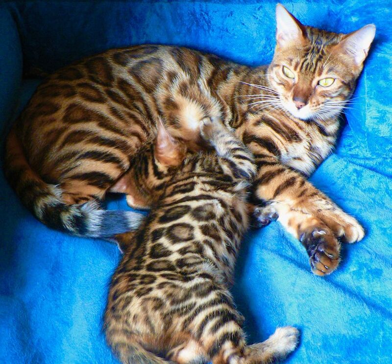 Beautiful Bengal girl for sale in Greater London | Image 2