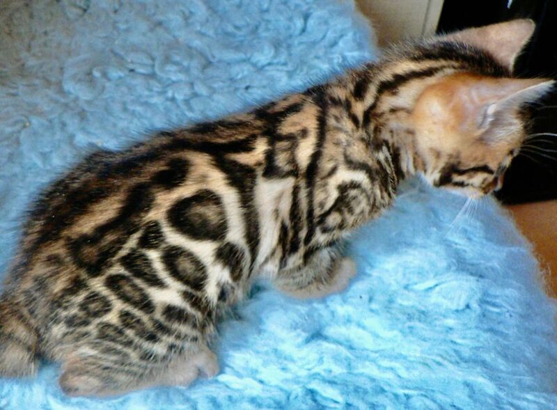 Beautiful Bengal girl for sale in Greater London | Image 3