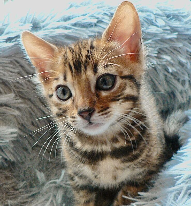 Beautiful Bengal girl for sale in Greater London | Image 4