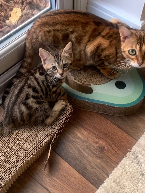 Beautiful Bengal girl kitten for sale in Cramlington, Northumberland