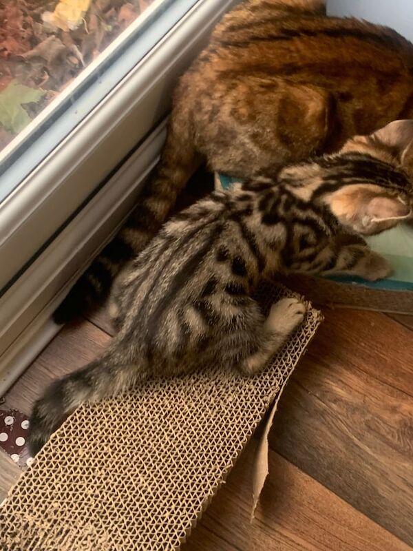 Beautiful Bengal girl kitten for sale in Cramlington, Northumberland | Image 2