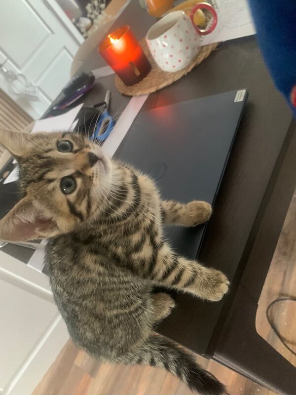 Beautiful Bengal girl kitten for sale in Cramlington, Northumberland | Image 3