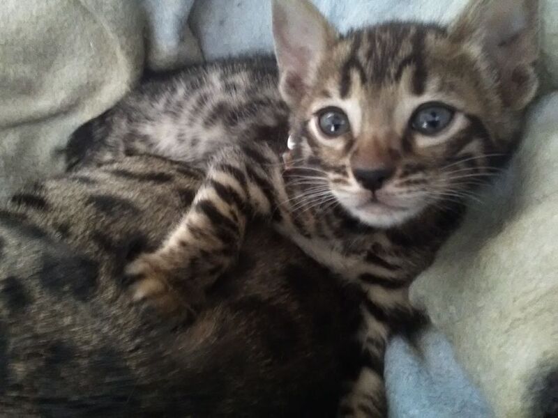 Bengal kittens for sale in Crawley West Sussex – 4 weeks old