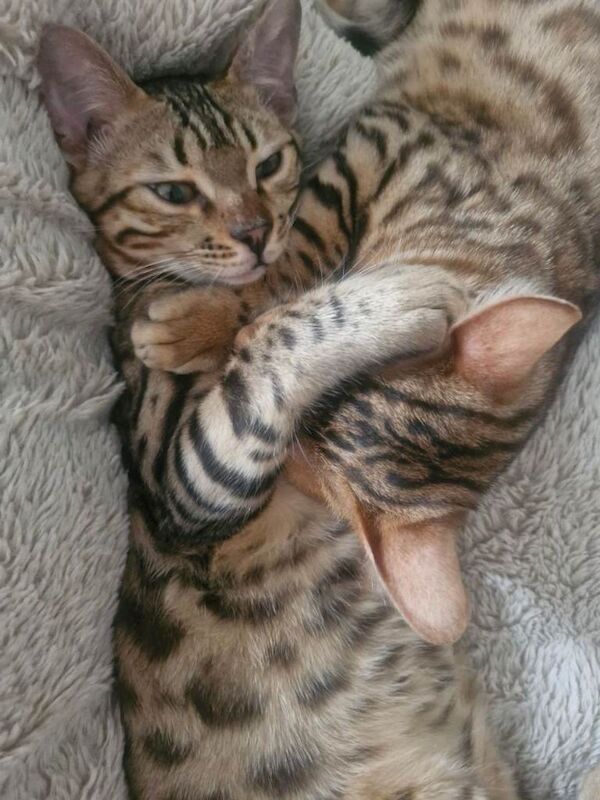 Bengal Kittens For Sale