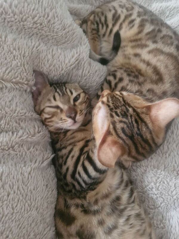 Beautiful Bengal kitten twins 6 months old - Image 2 of 3