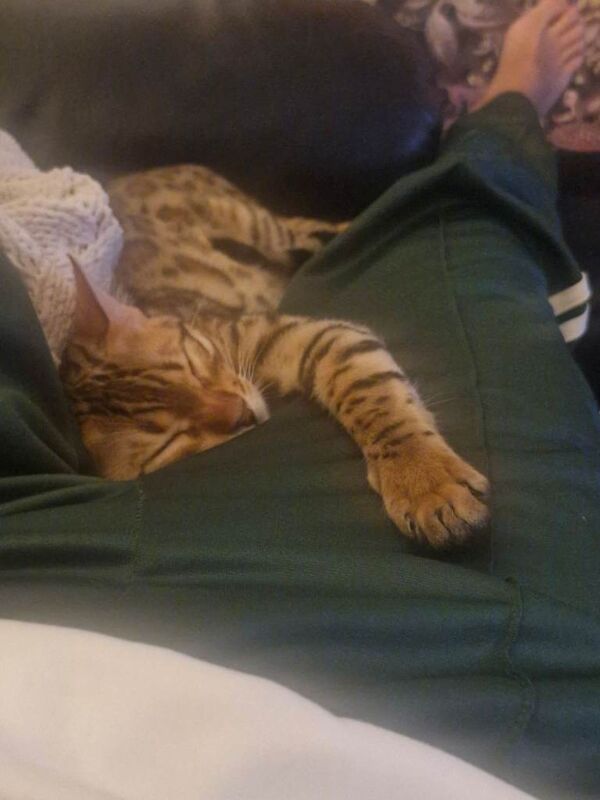 Beautiful Bengal kitten twins 6 months old - Image 3 of 3