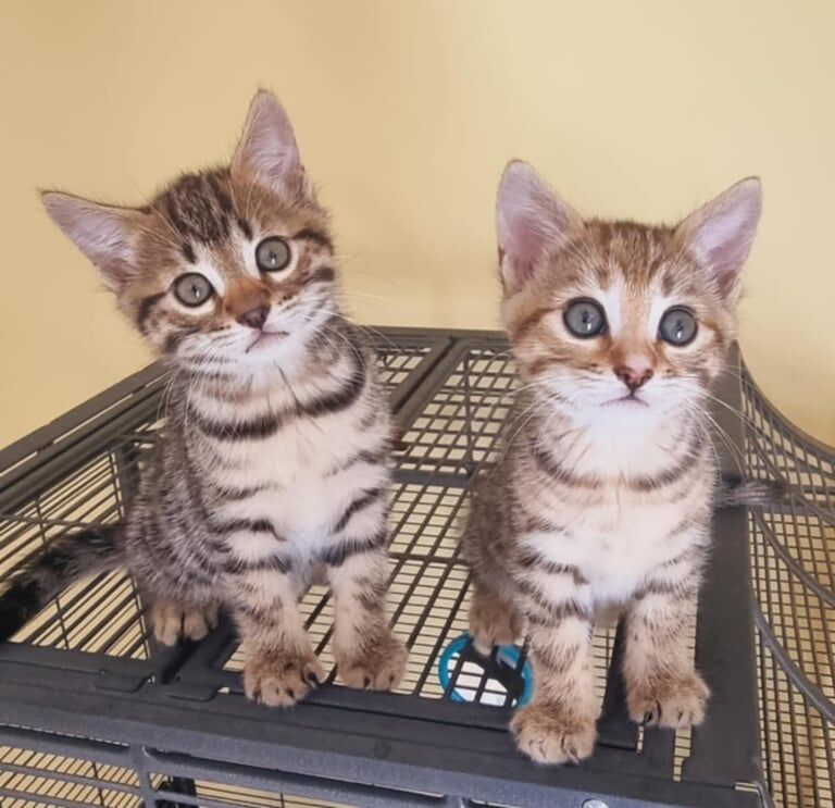 Beautiful Bengal Kittens for sale in Ipswich, Suffolk