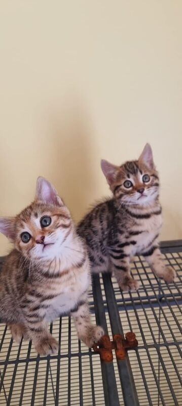 Beautiful Bengal Kittens for sale in Ipswich, Suffolk | Image 2