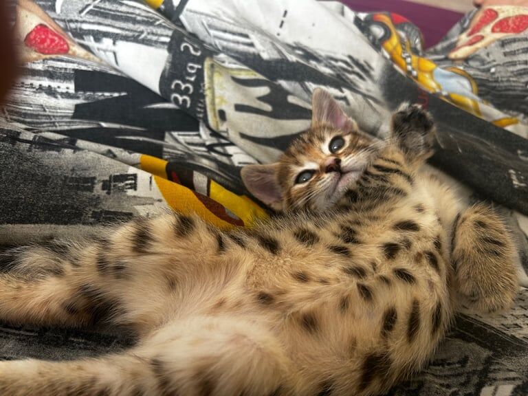 Beautiful Bengal Kittens for sale in Ipswich, Suffolk | Image 3