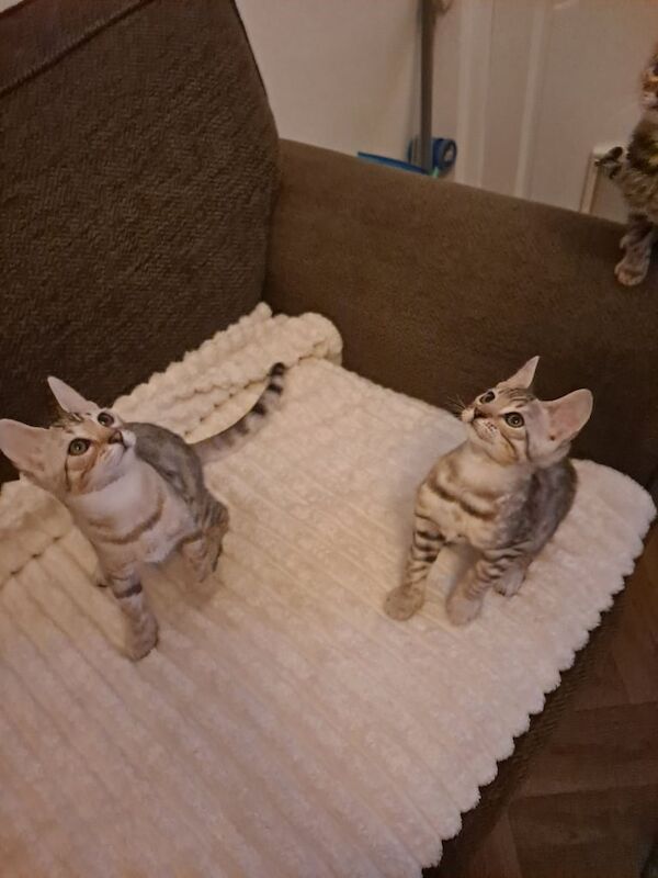 Bengal kittens for sale in Brierley Hill, West Midlands – 3 months old