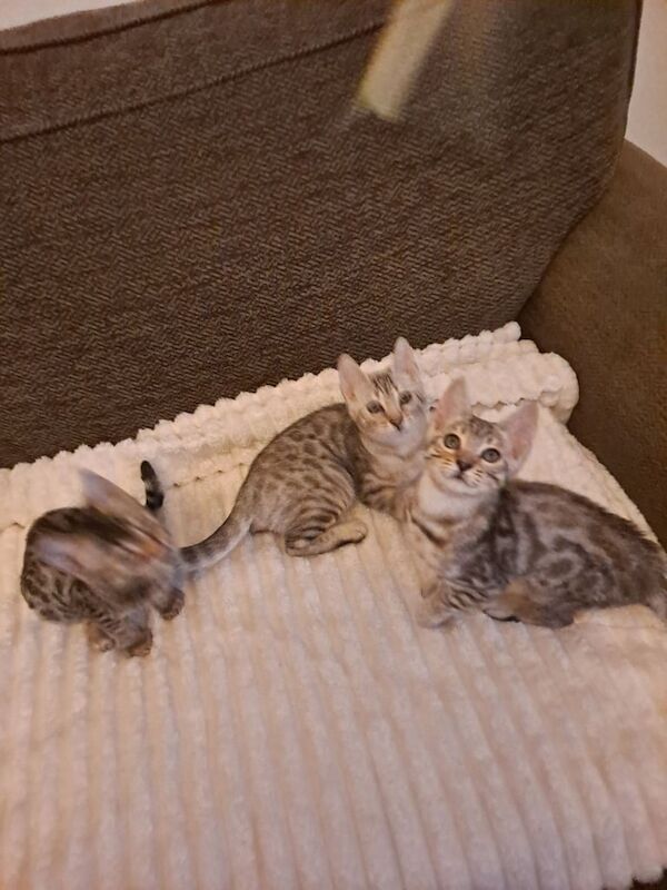Bengal kittens for sale in Brierley Hill, West Midlands – 3 months old - Image 2 of 3
