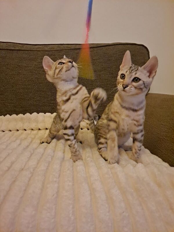 Bengal kittens for sale in Brierley Hill, West Midlands – 3 months old - Image 3 of 3