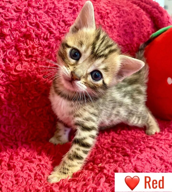Bengal kittens for sale in Dunfermline, Fife – 4 weeks old
