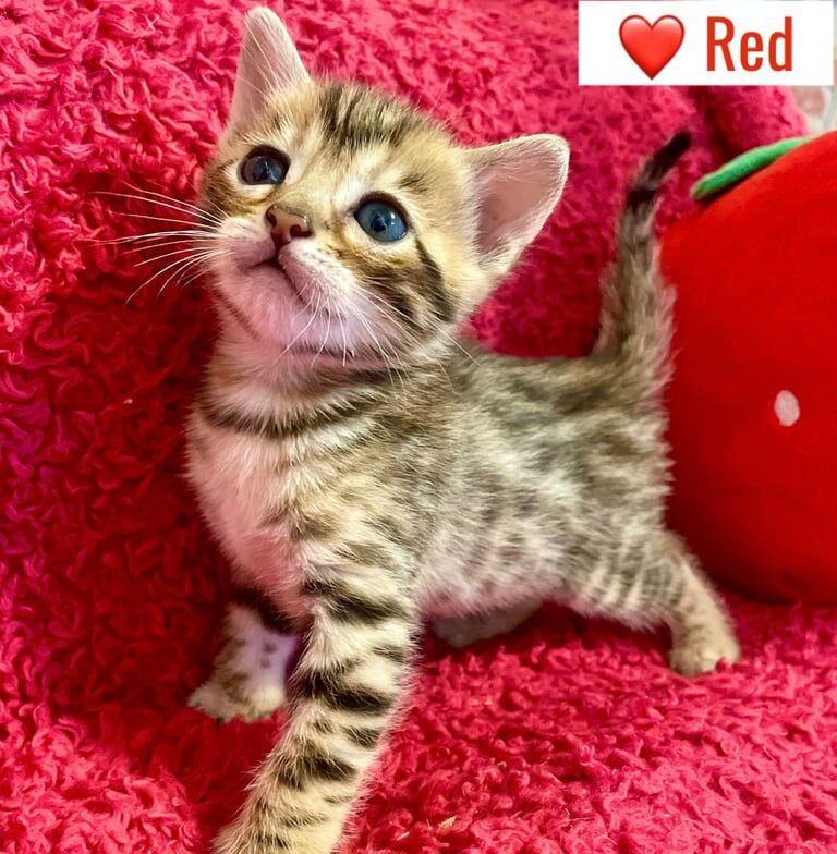 Bengal kittens for sale in Dunfermline, Fife – 4 weeks old - Image 2 of 3