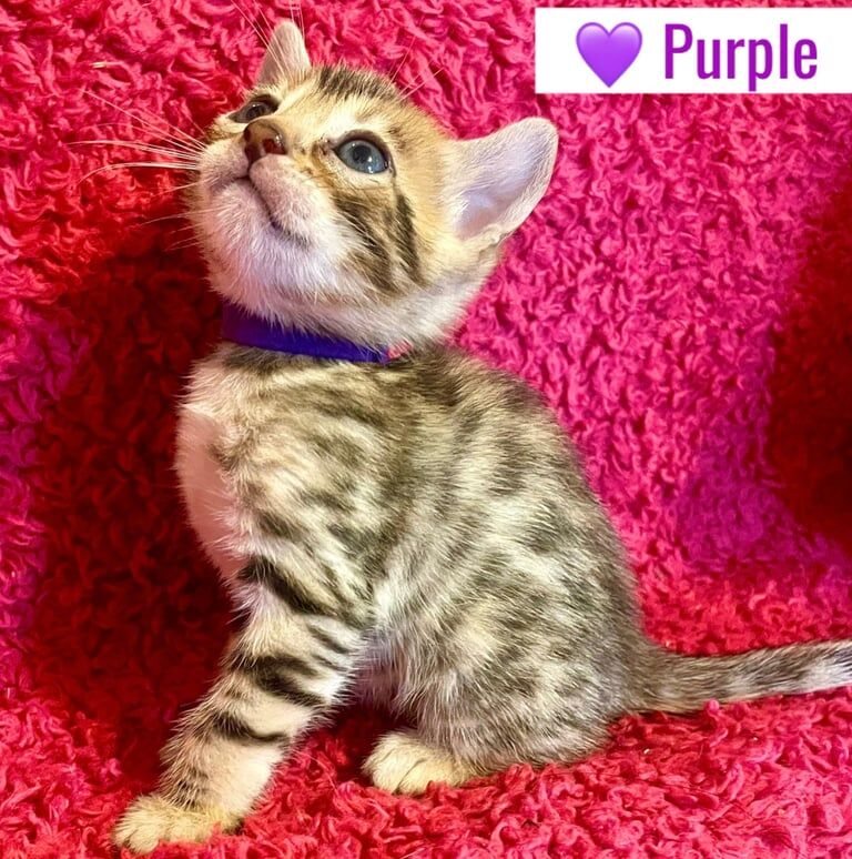 Bengal kittens for sale in Dunfermline, Fife – 4 weeks old - Image 3 of 3