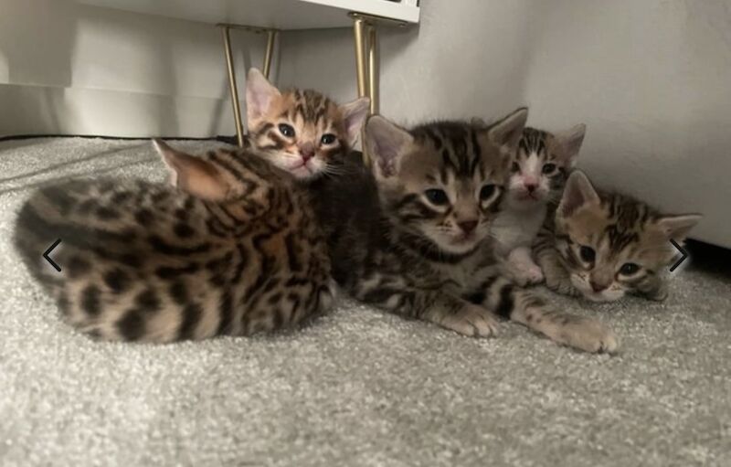 Beautiful Bengal Kittens for sale in Manchester, Greater Manchester | Image 1