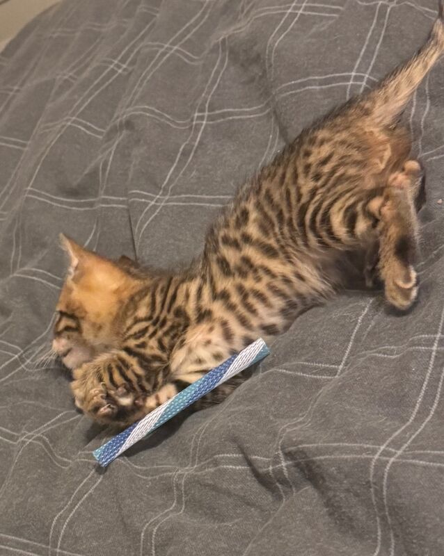 Beautiful Bengal Kittens for sale in Manchester, Greater Manchester | Image 2