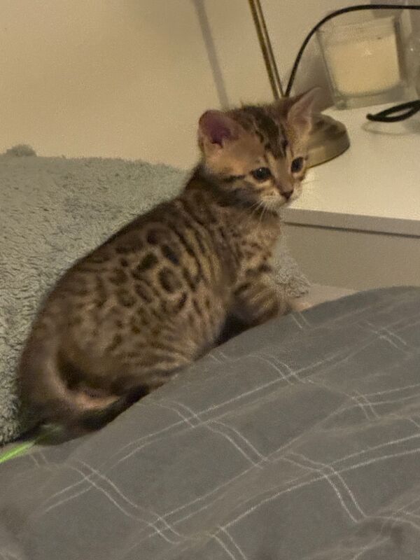 Beautiful Bengal Kittens for sale in Manchester, Greater Manchester | Image 3