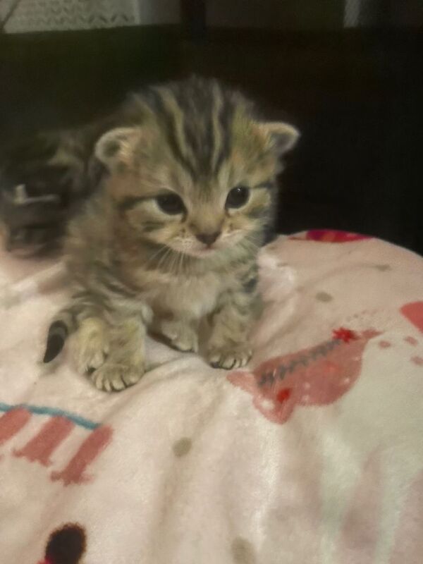Beautiful bengal kittens