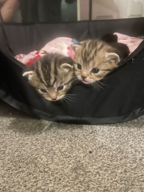 Beautiful bengal kittens - Image 2 of 5