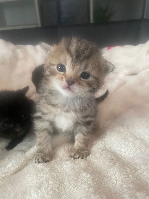 Beautiful bengal kittens - Image 3 of 5