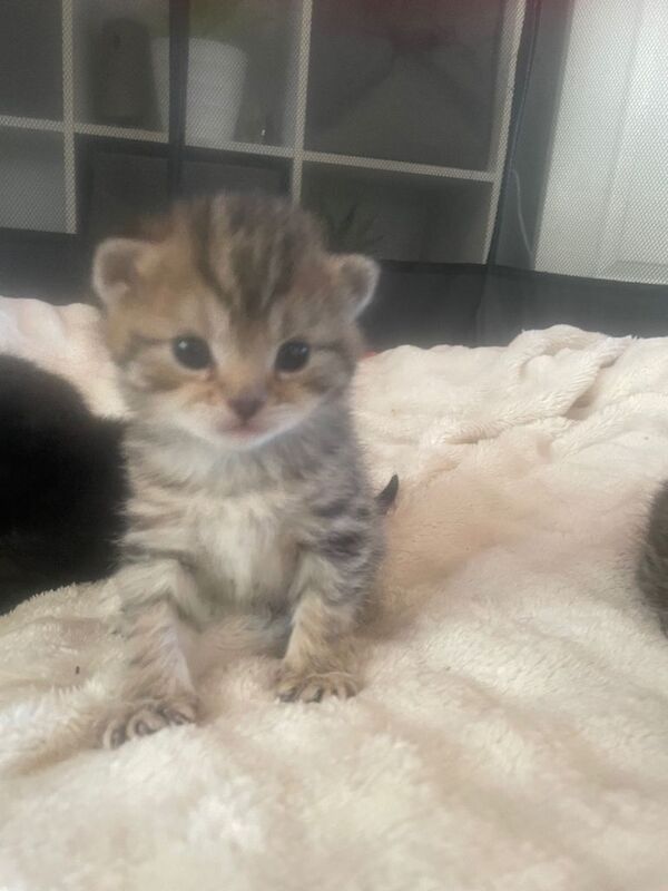 Beautiful bengal kittens - Image 4 of 5