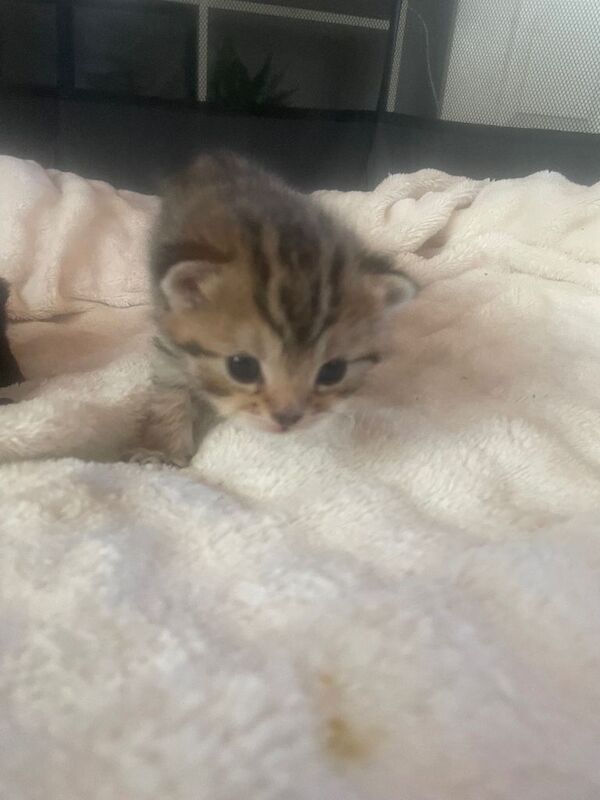 Beautiful bengal kittens - Image 5 of 5