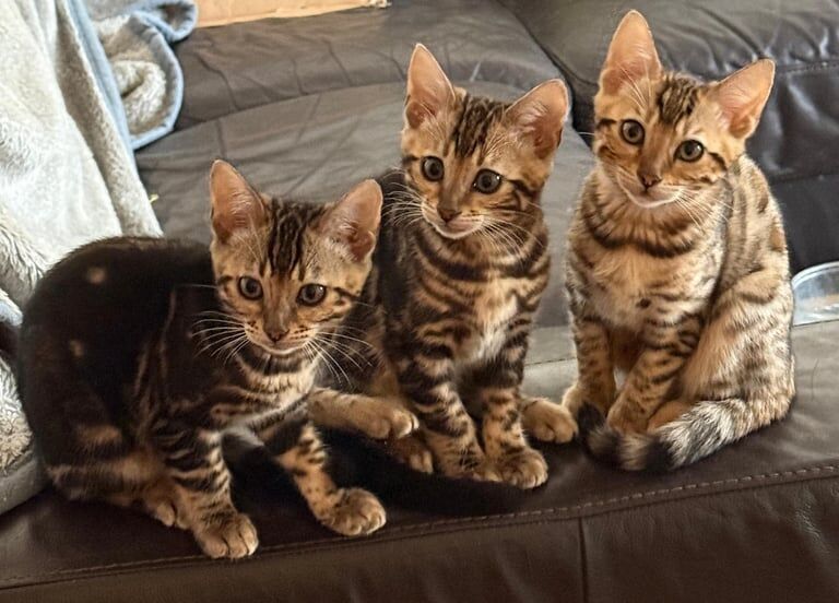 Bengal kittens for sale in Bournemouth, Dorset – 3 months old