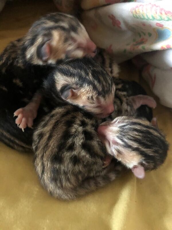 Bengal kittens for sale in Bournemouth, Dorset – 3 months old - Image 2 of 3