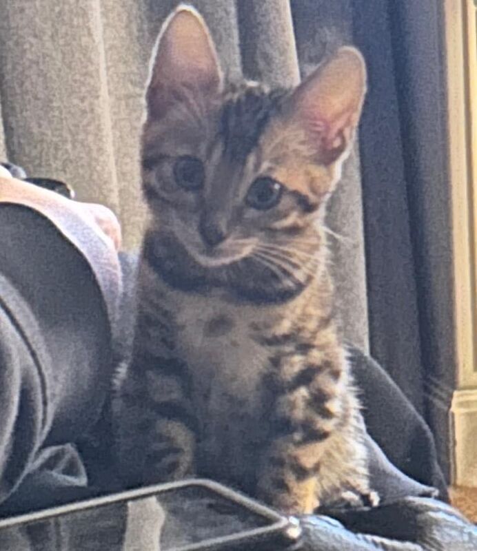 Bengal kittens for sale in Bournemouth, Dorset – 3 months old - Image 3 of 3