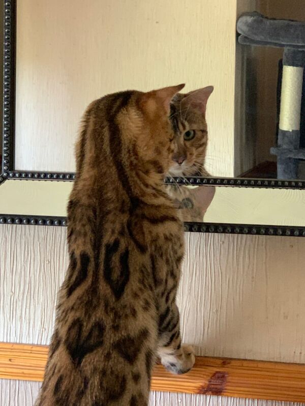 Brown Bengal kittens for sale in Castletown, Caithness – 8 weeks old