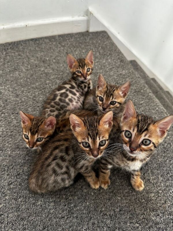 Beautiful Bengal Kittens Available ️