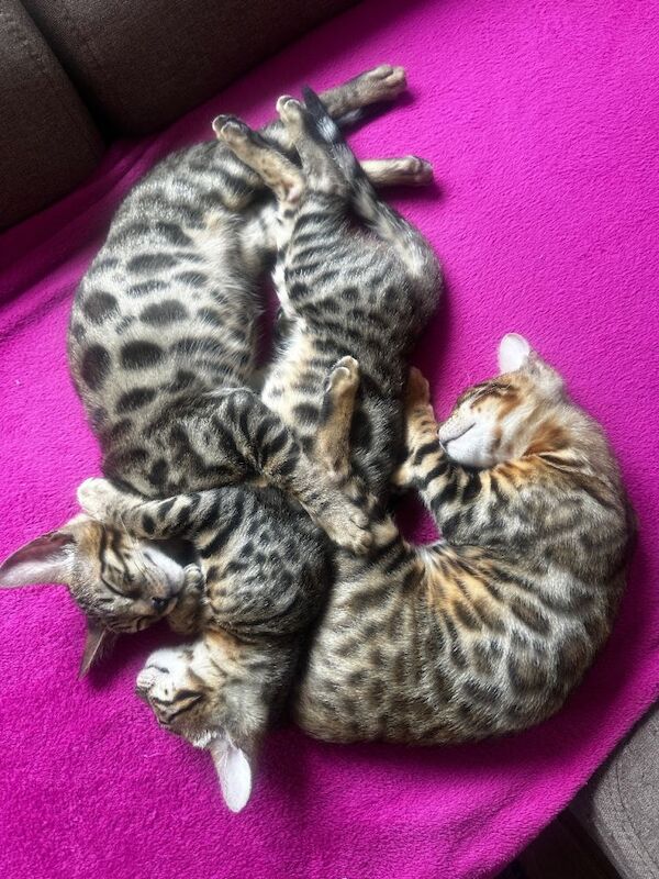 Beautiful Bengal Kittens Available ️ - Image 2 of 5