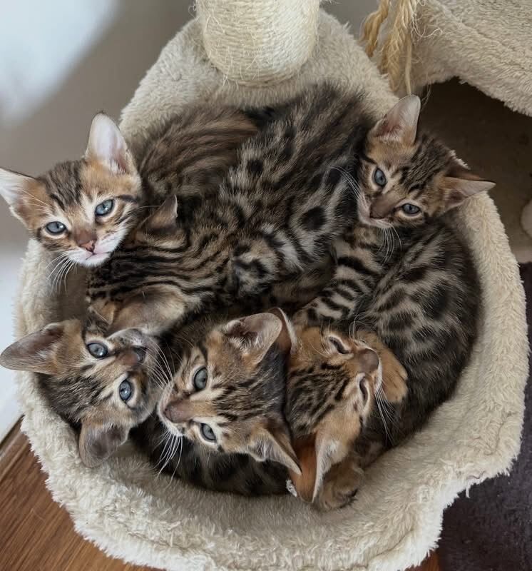 Beautiful Bengal Kittens Available ️ - Image 3 of 5