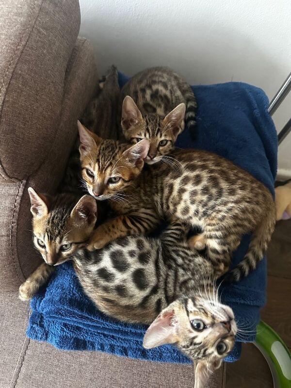 Beautiful Bengal Kittens Available ️ - Image 4 of 5