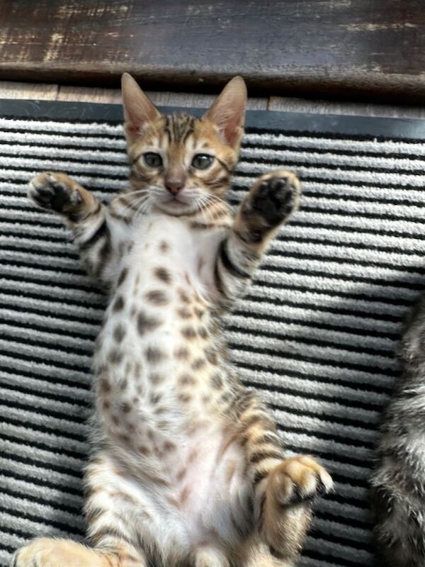 Beautiful Bengal Kittens Available ️ - Image 5 of 5