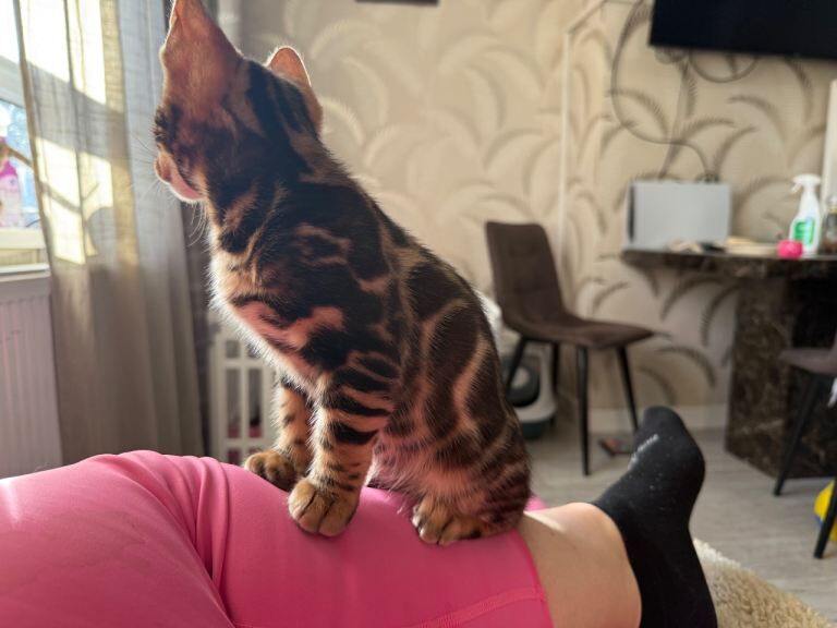 Beautiful Bengal Kittens Available! ️
