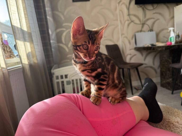 Beautiful Bengal Kittens Available! ️ - Image 2 of 4